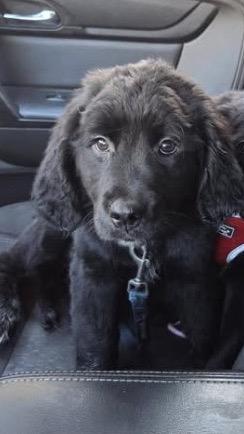 Enlarge Louie, a Adoptable mixed breed in Omaha, NE image 6/6