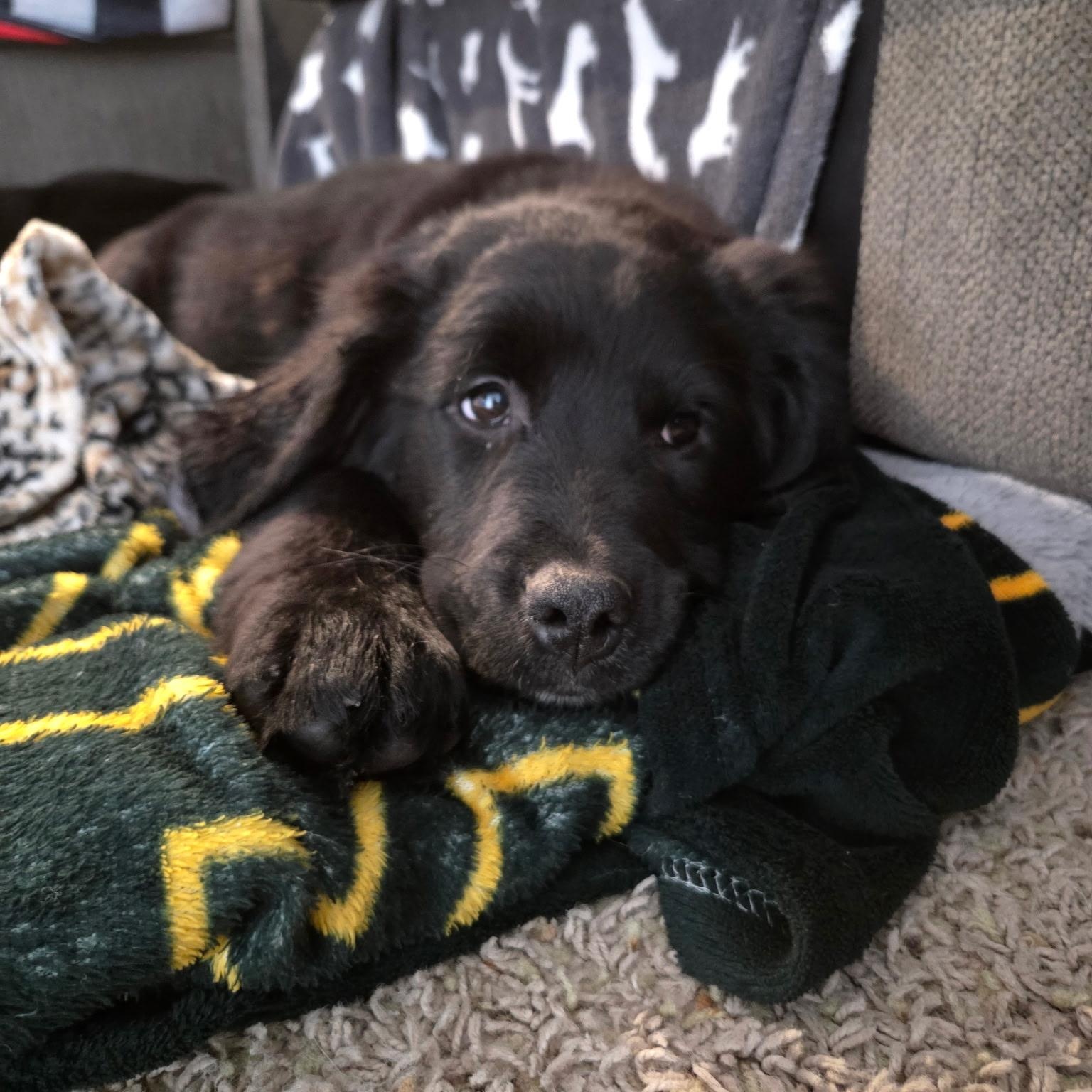 Enlarge Louie, a Adoptable mixed breed in Omaha, NE image 3/6