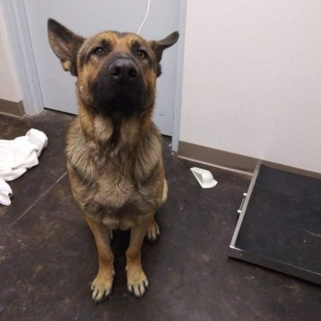 Enlarge Arlo (PKA Clifford), a Adoptable German Shepherd Dog in Tulsa, OK image 1/6