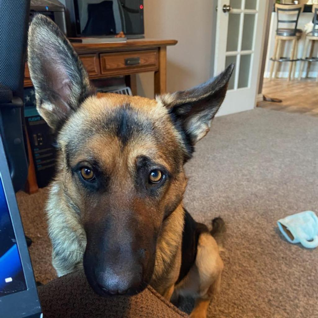 Enlarge Arlo (PKA Clifford), a Adoptable German Shepherd Dog in Tulsa, OK image 2/6