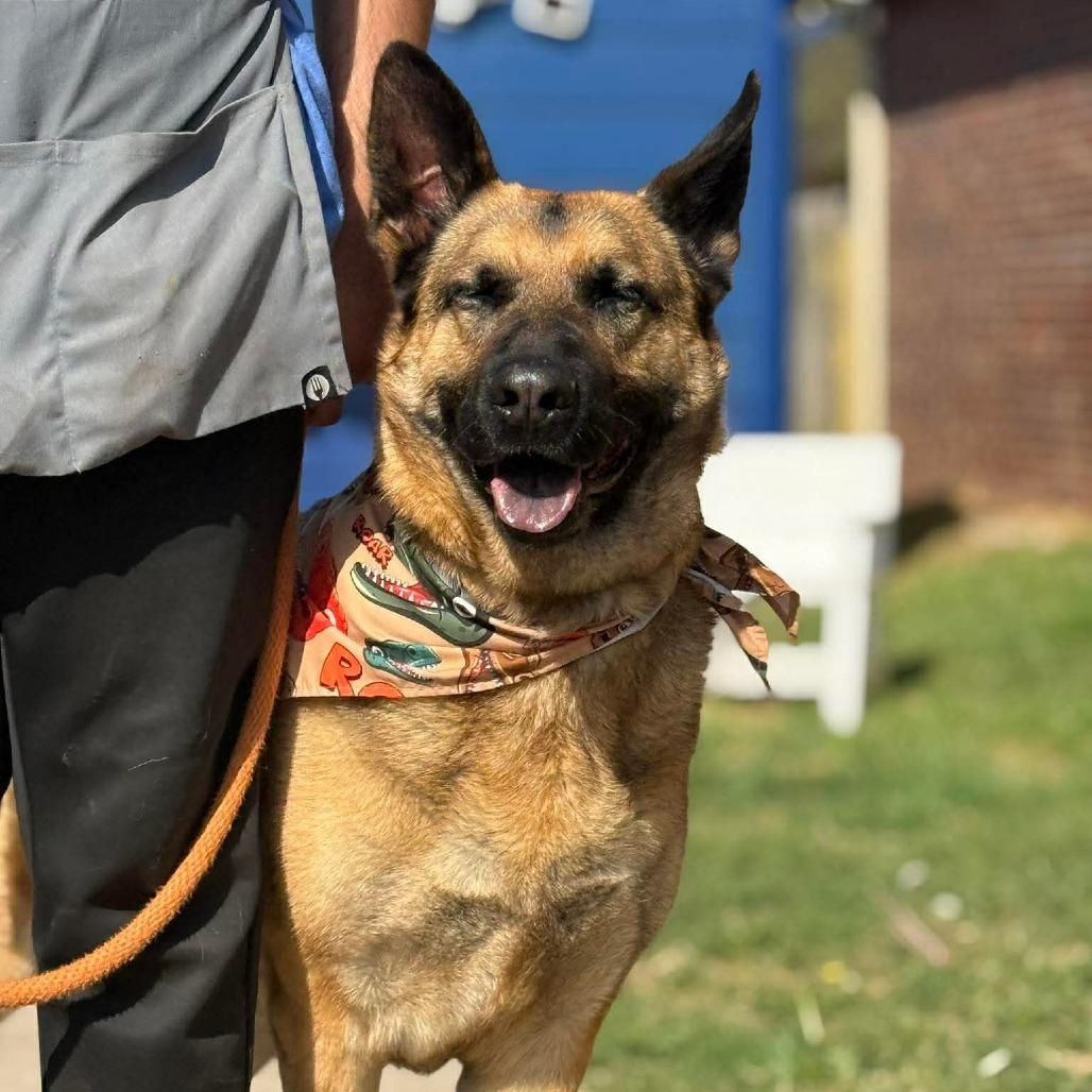 Enlarge Arlo (PKA Clifford), a Adoptable German Shepherd Dog in Tulsa, OK image 3/6