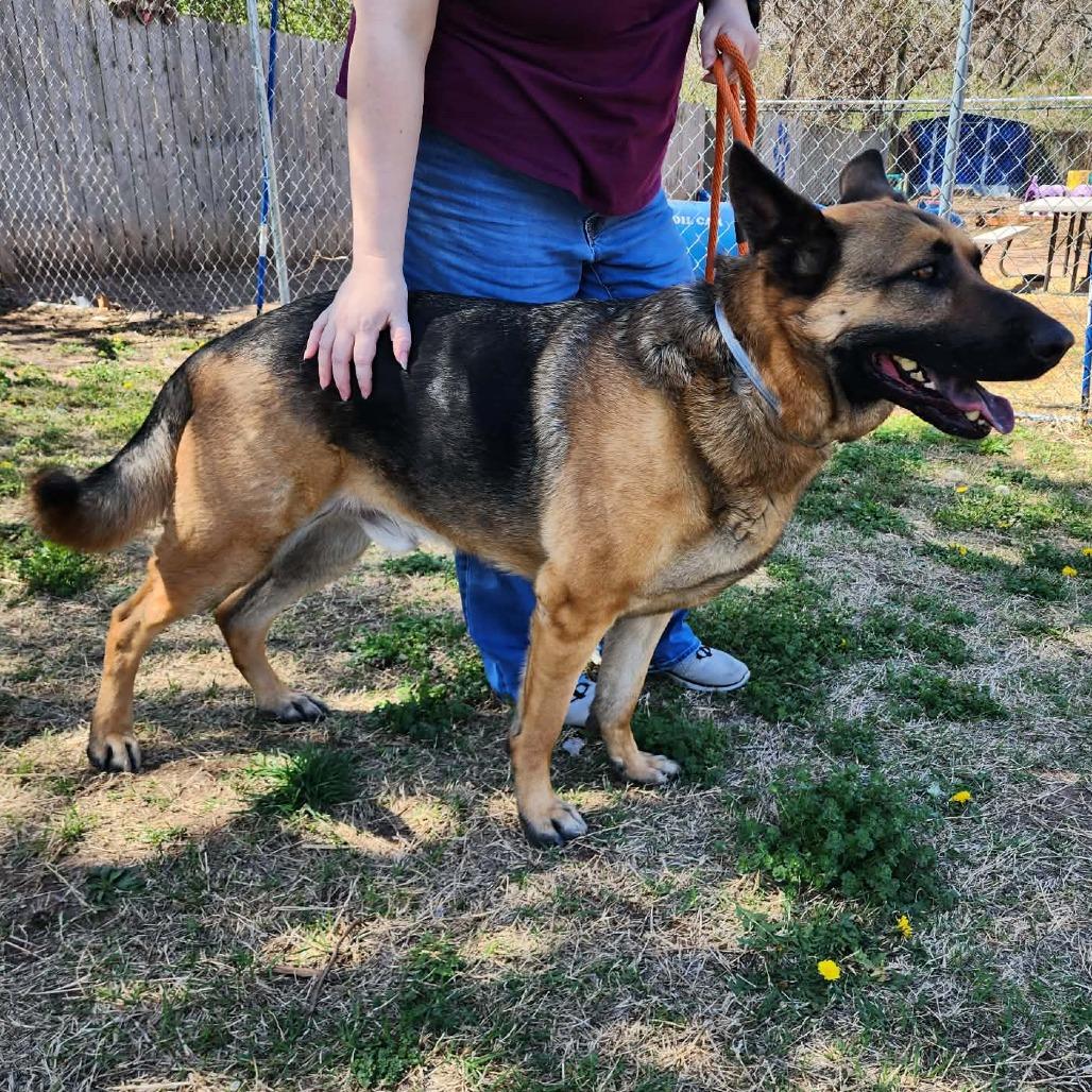Enlarge Arlo (PKA Clifford), a Adoptable German Shepherd Dog in Tulsa, OK image 4/6