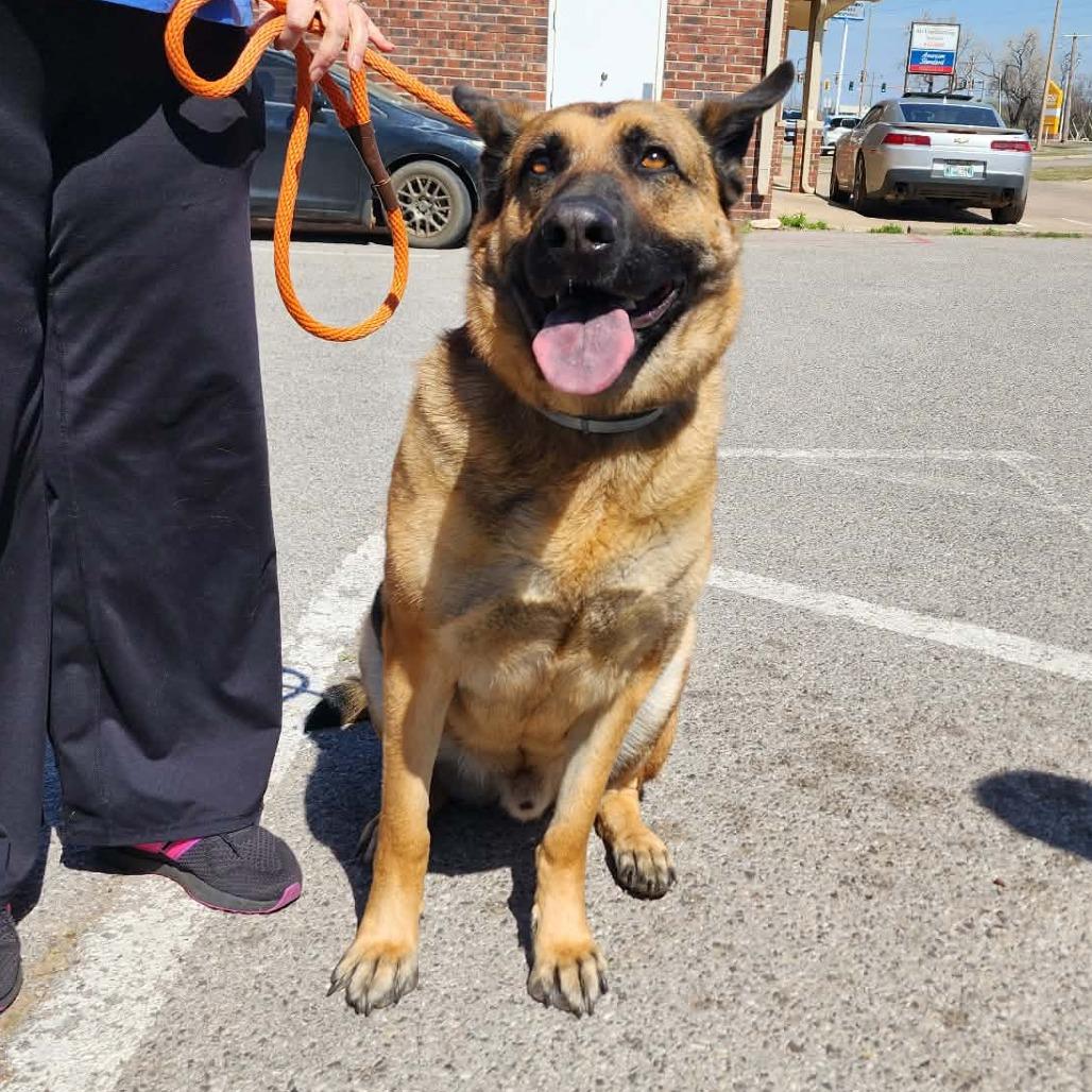 Enlarge Arlo (PKA Clifford), a Adoptable German Shepherd Dog in Tulsa, OK image 5/6