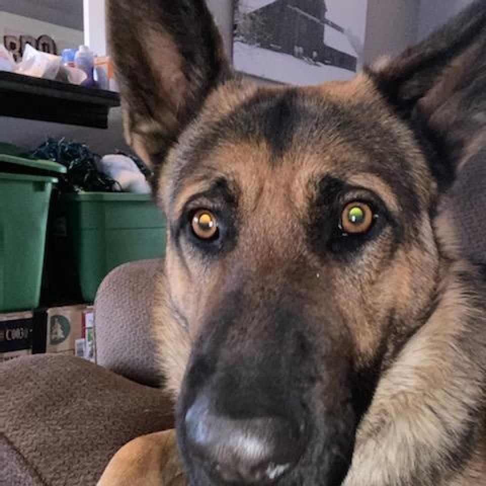 Enlarge Arlo (PKA Clifford), a Adoptable German Shepherd Dog in Tulsa, OK image 6/6