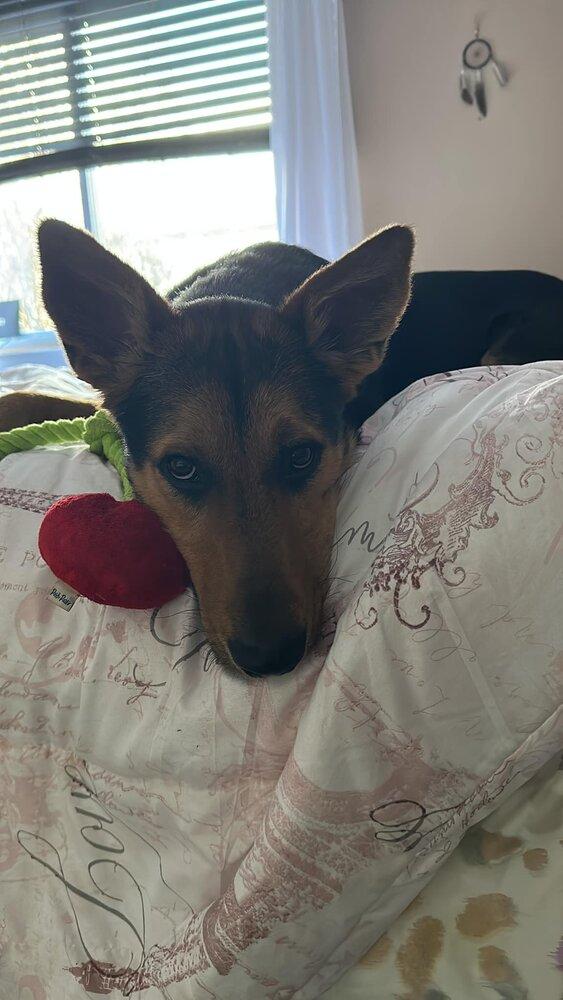 Chestnut (TX), Adoptable, Adult Male Shepherd.