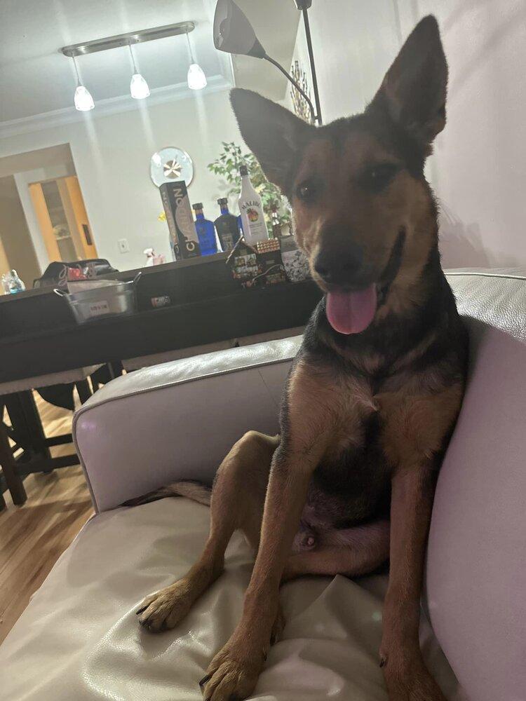 Enlarge Chestnut (TX), a Adoptable Shepherd in New York, NY image 1/3