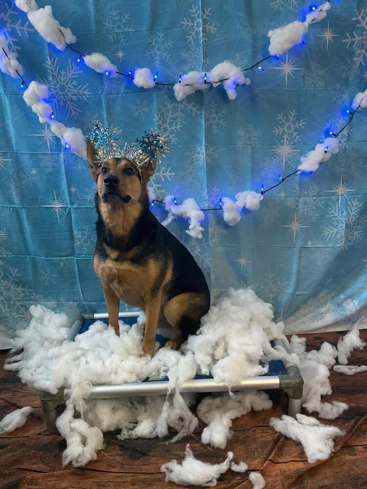 Chestnut (TX), a Adoptable Shepherd in New York, NY image 2/3