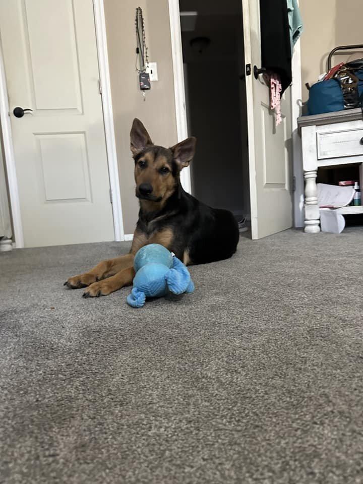 Chestnut thumbnail 2