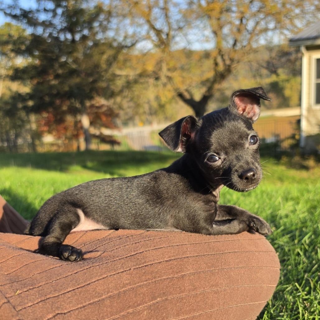 Cyril, Adopted, Puppy Male Chihuahua & Mixed Breed.