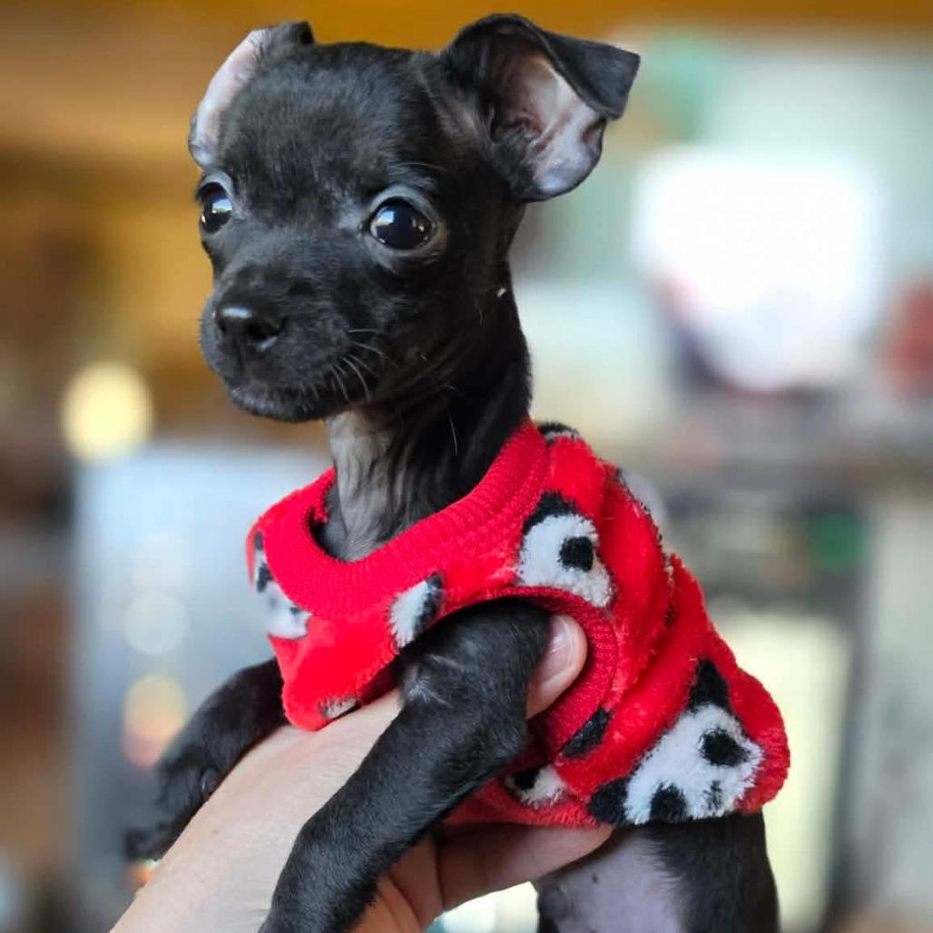 Enlarge Cyril, a Adopted mixed breed in Alma, WI image 3/6