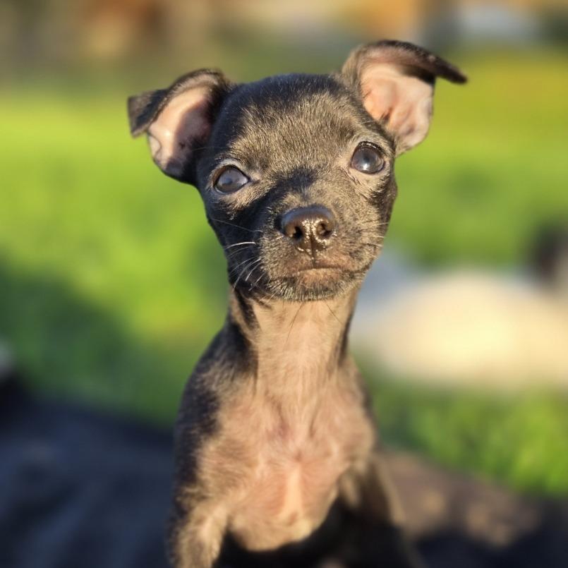 Enlarge Cyril, a Adopted mixed breed in Alma, WI image 4/6