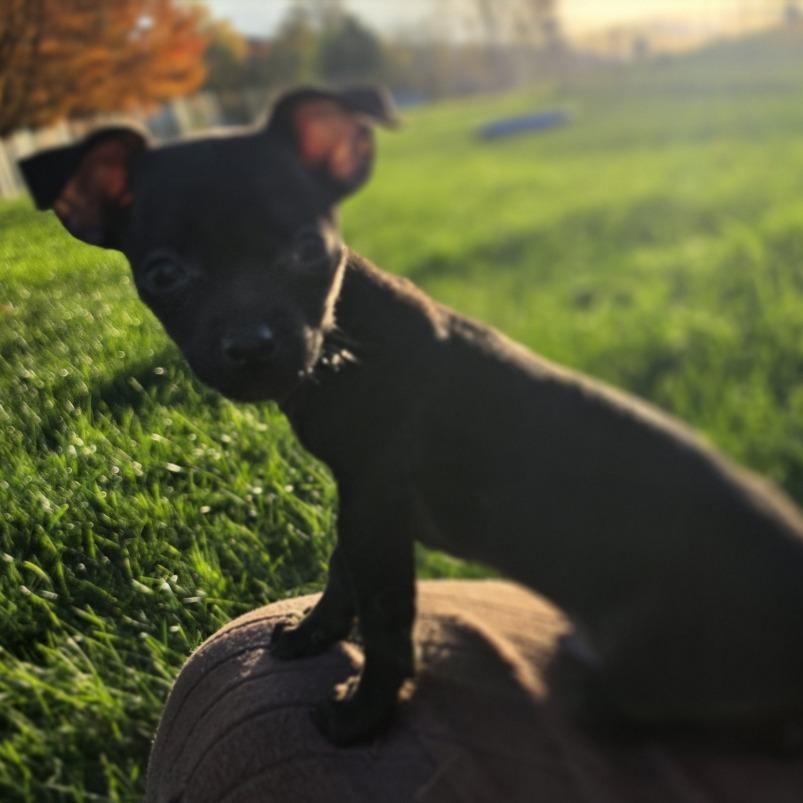 Enlarge Cyril, a Adopted mixed breed in Alma, WI image 5/6