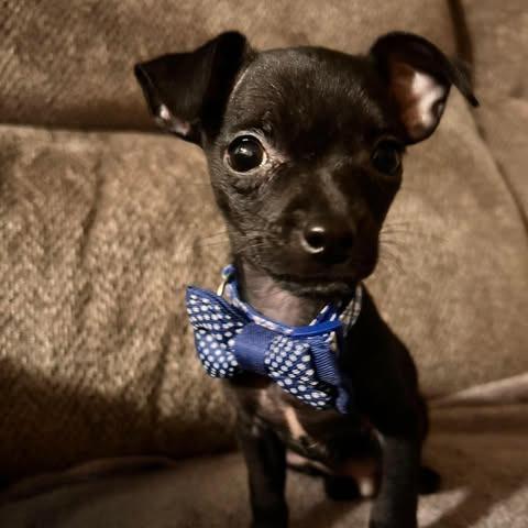 Enlarge Cyril, a Adopted mixed breed in Alma, WI image 6/6