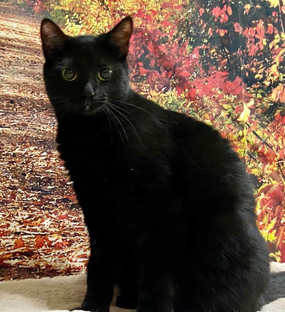 Ursa, a Adoptable Domestic Short Hair in Rochester, NY image 1/6