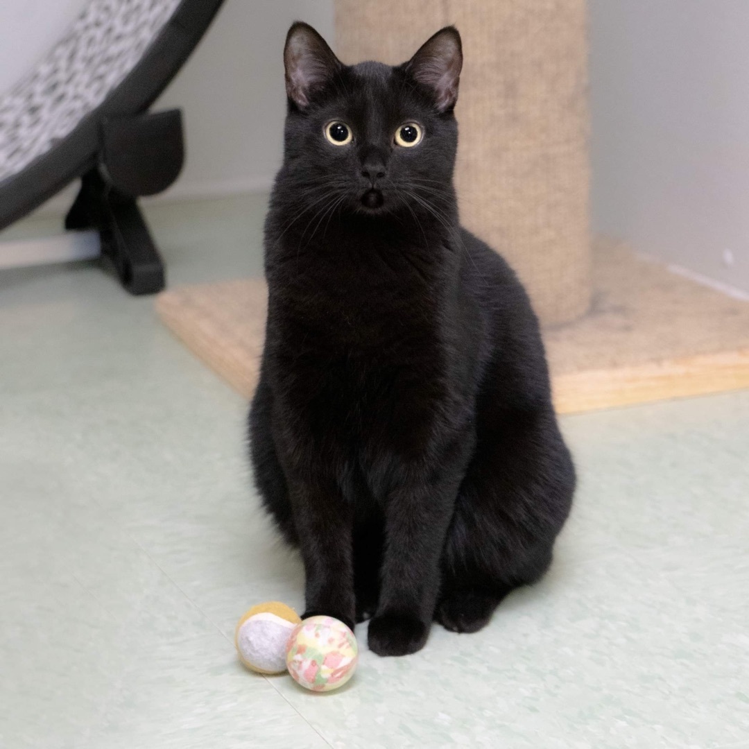 Ursa, a Adoptable Domestic Short Hair in Rochester, NY image 2/6
