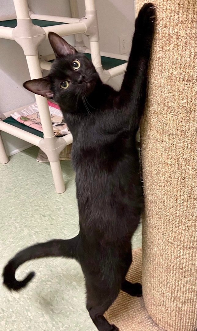 Ursa, a Adoptable Domestic Short Hair in Rochester, NY image 3/6