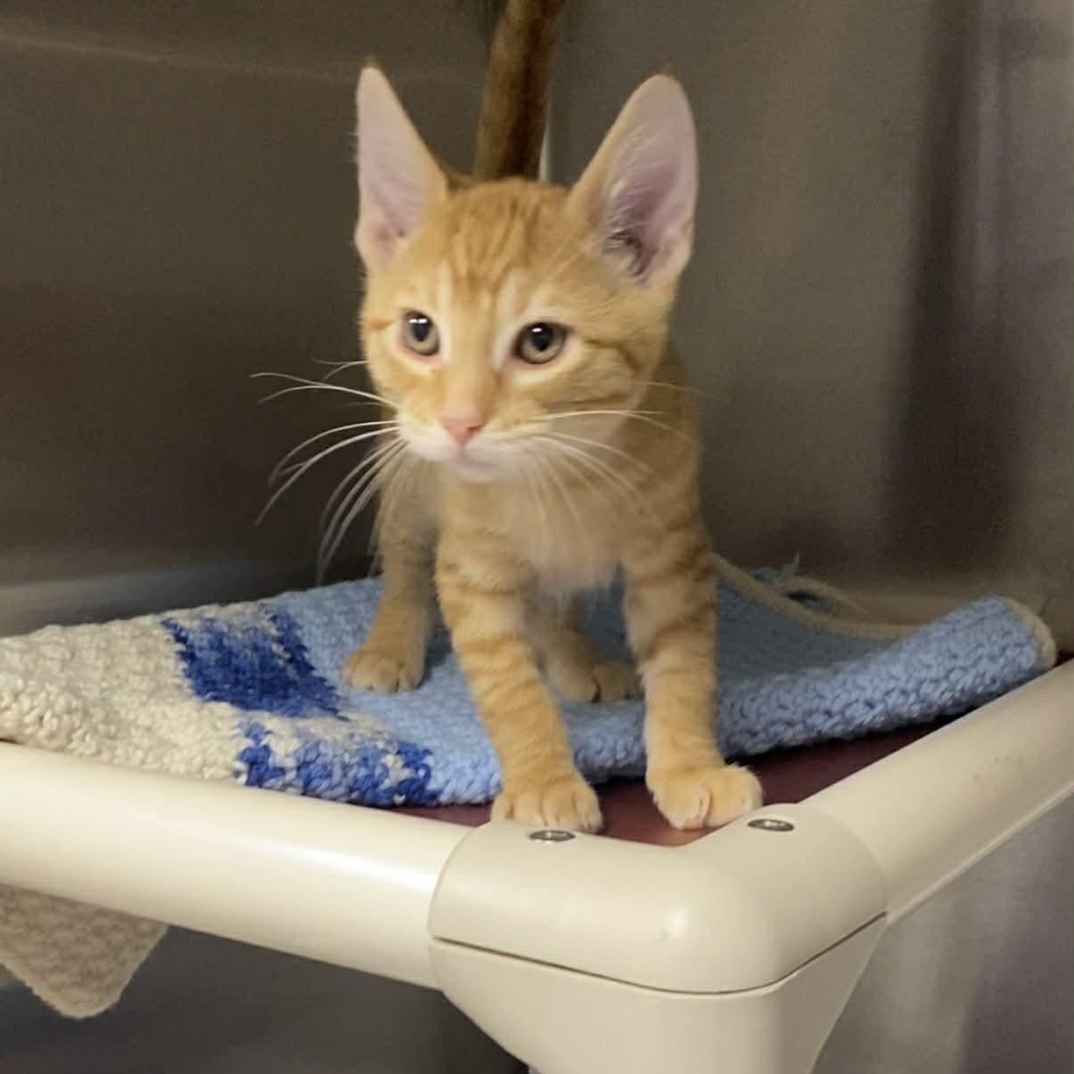 Enlarge Schooner, a ADOPTABLE Domestic Short Hair in Nevada, MO image 1/1