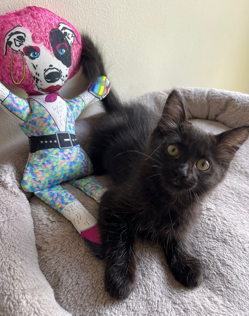 Enlarge Lily Potter (RR), a Adoptable Domestic Short Hair in Woodland Hills, CA image 1/4