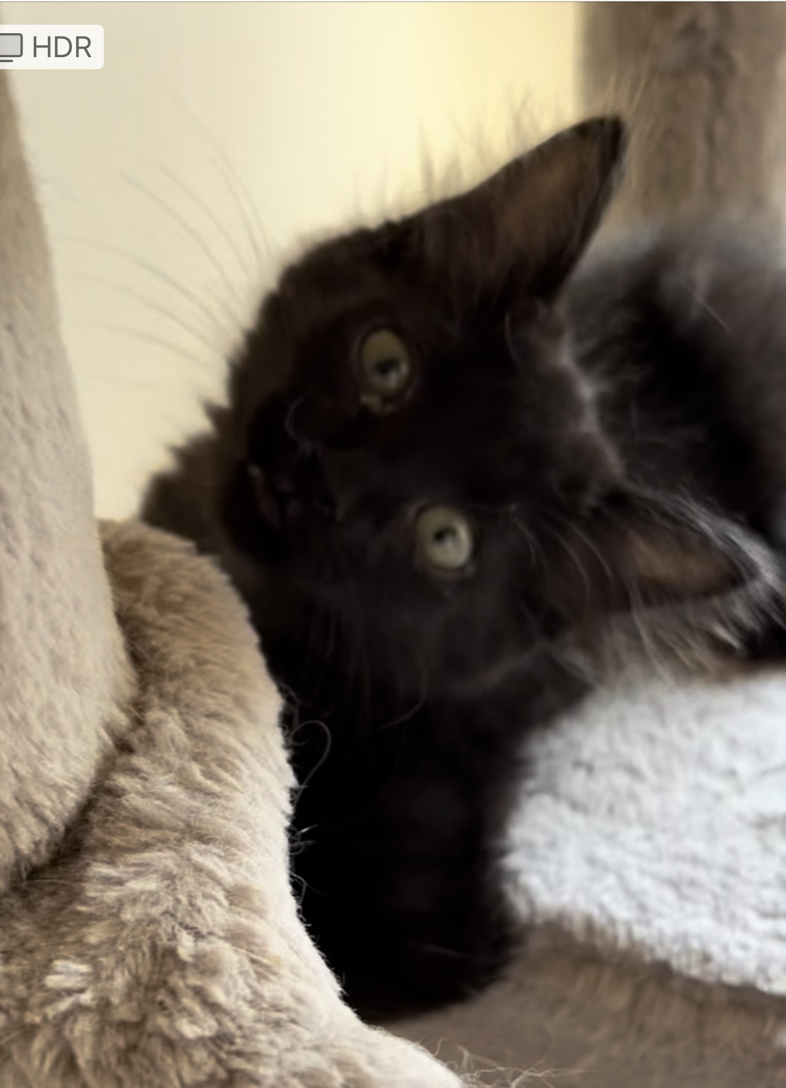 Enlarge Lily Potter (RR), a Adoptable Domestic Short Hair in Woodland Hills, CA image 2/4