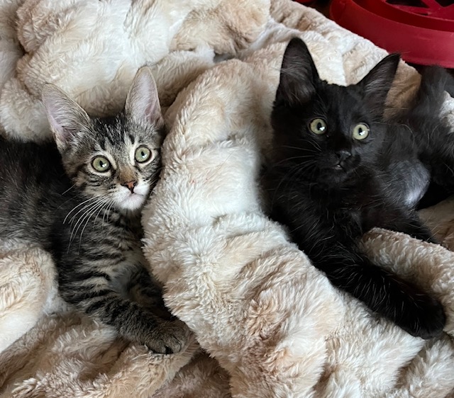 Enlarge Lily Potter (RR), a Adoptable Domestic Short Hair in Woodland Hills, CA image 3/4