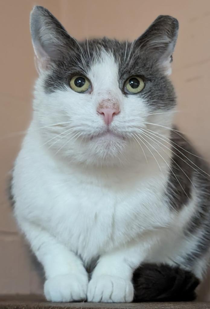 Enlarge Taj, a Adoptable mixed breed in Olean, NY image 1/1