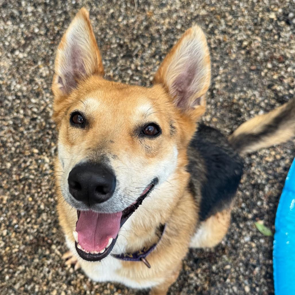 Tango, a Adoptable mixed breed in West Olive, MI image 2/6