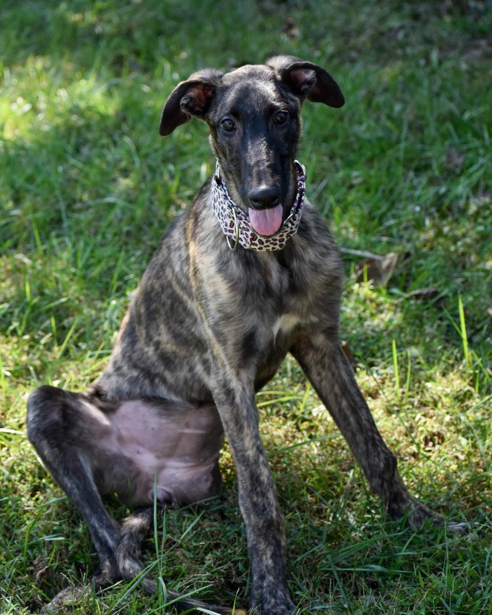 Enlarge Trinket, a Adoptable Lurcher in Indianapolis, IN image 1/1