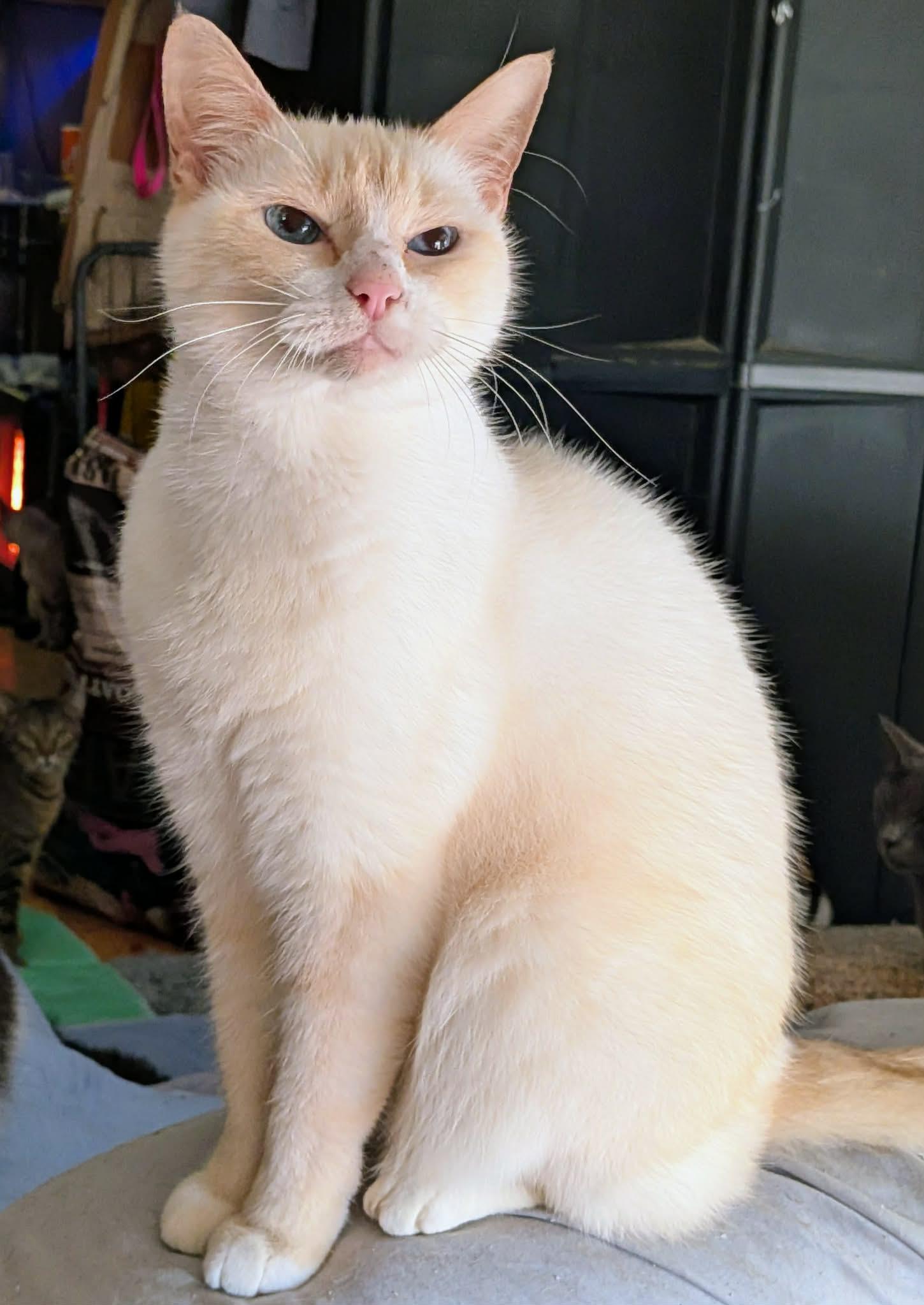 Enlarge SCOOTER, a ADOPTABLE mixed breed in ROWLETT, TX image 1/5