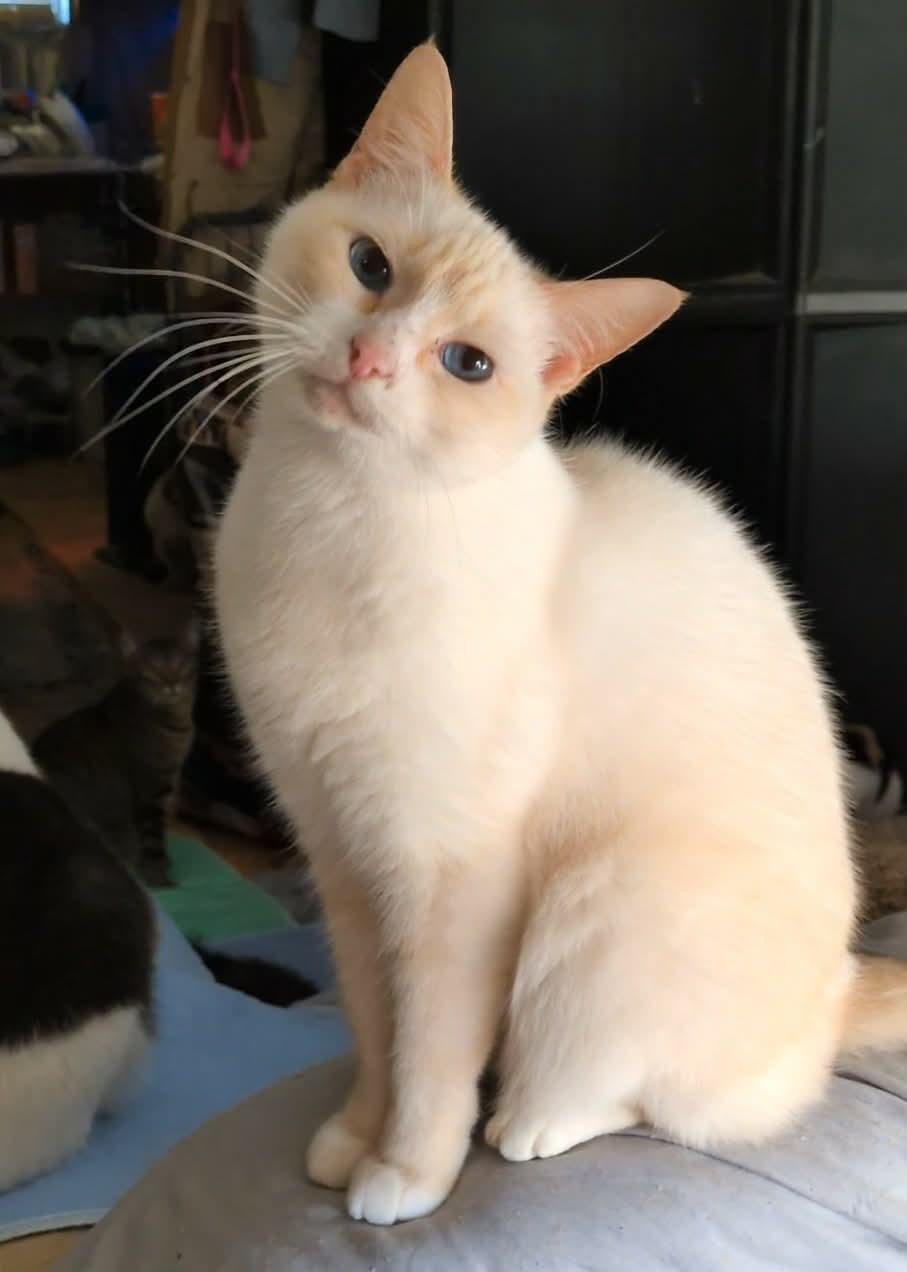 Enlarge SCOOTER, a ADOPTABLE mixed breed in ROWLETT, TX image 2/5