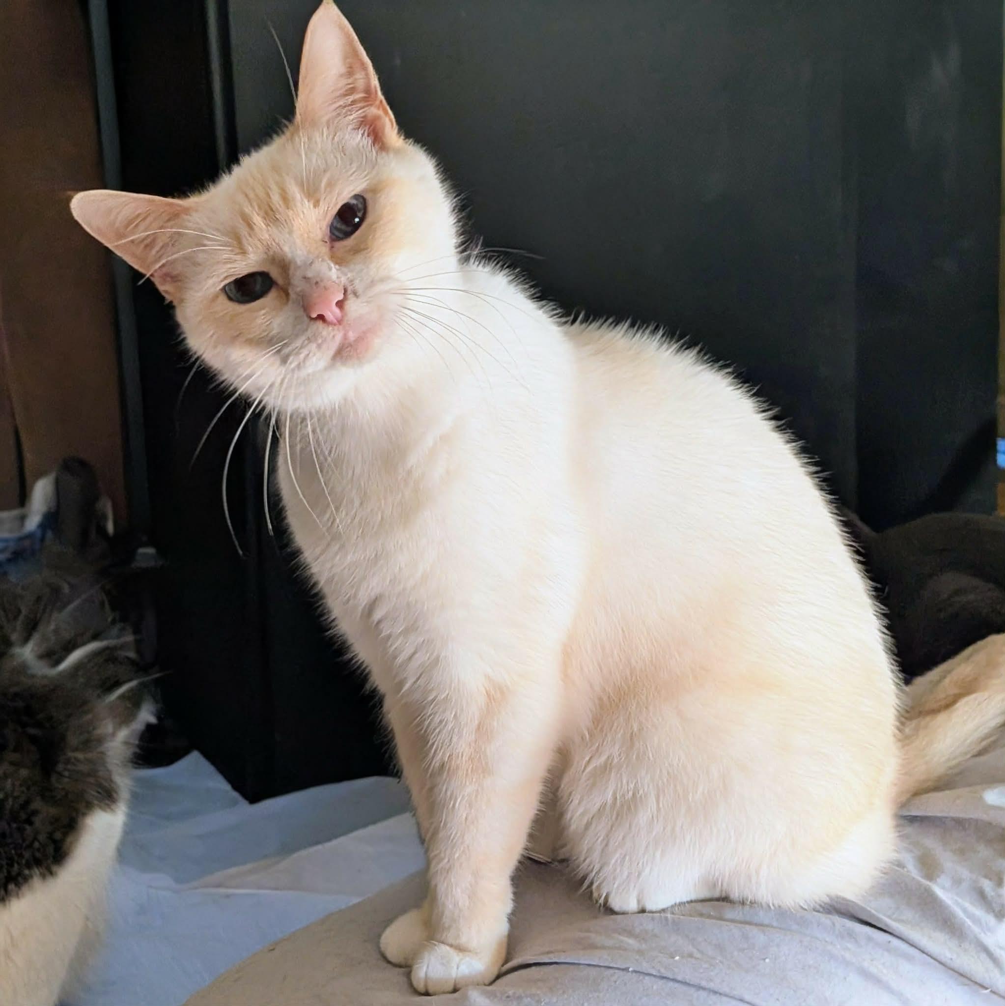 Enlarge SCOOTER, a ADOPTABLE mixed breed in ROWLETT, TX image 3/5