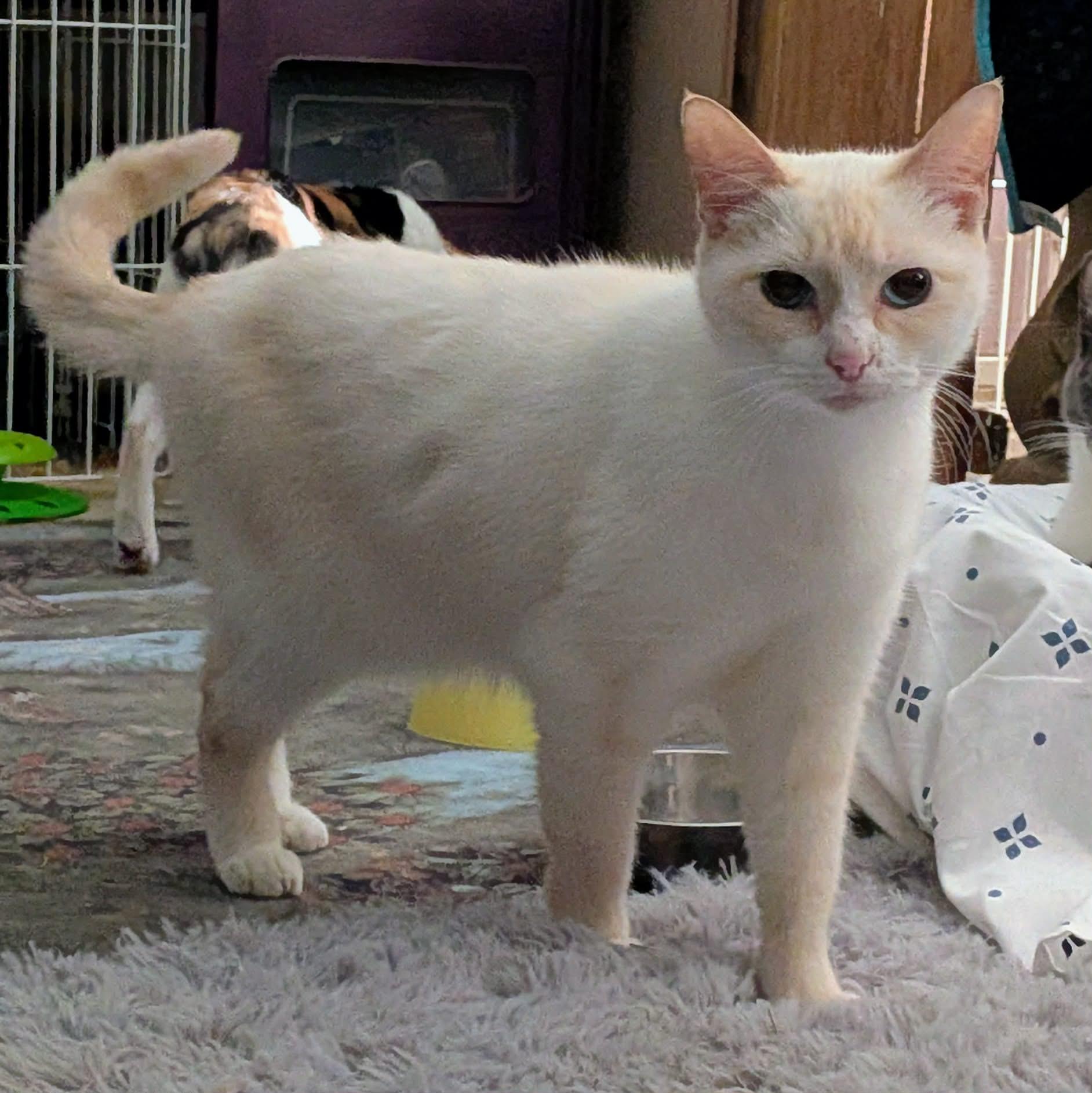 Enlarge SCOOTER, a ADOPTABLE mixed breed in ROWLETT, TX image 4/5