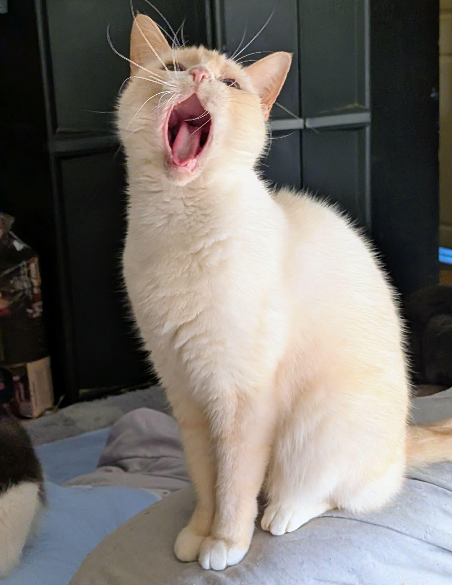 Enlarge SCOOTER, a ADOPTABLE mixed breed in ROWLETT, TX image 5/5