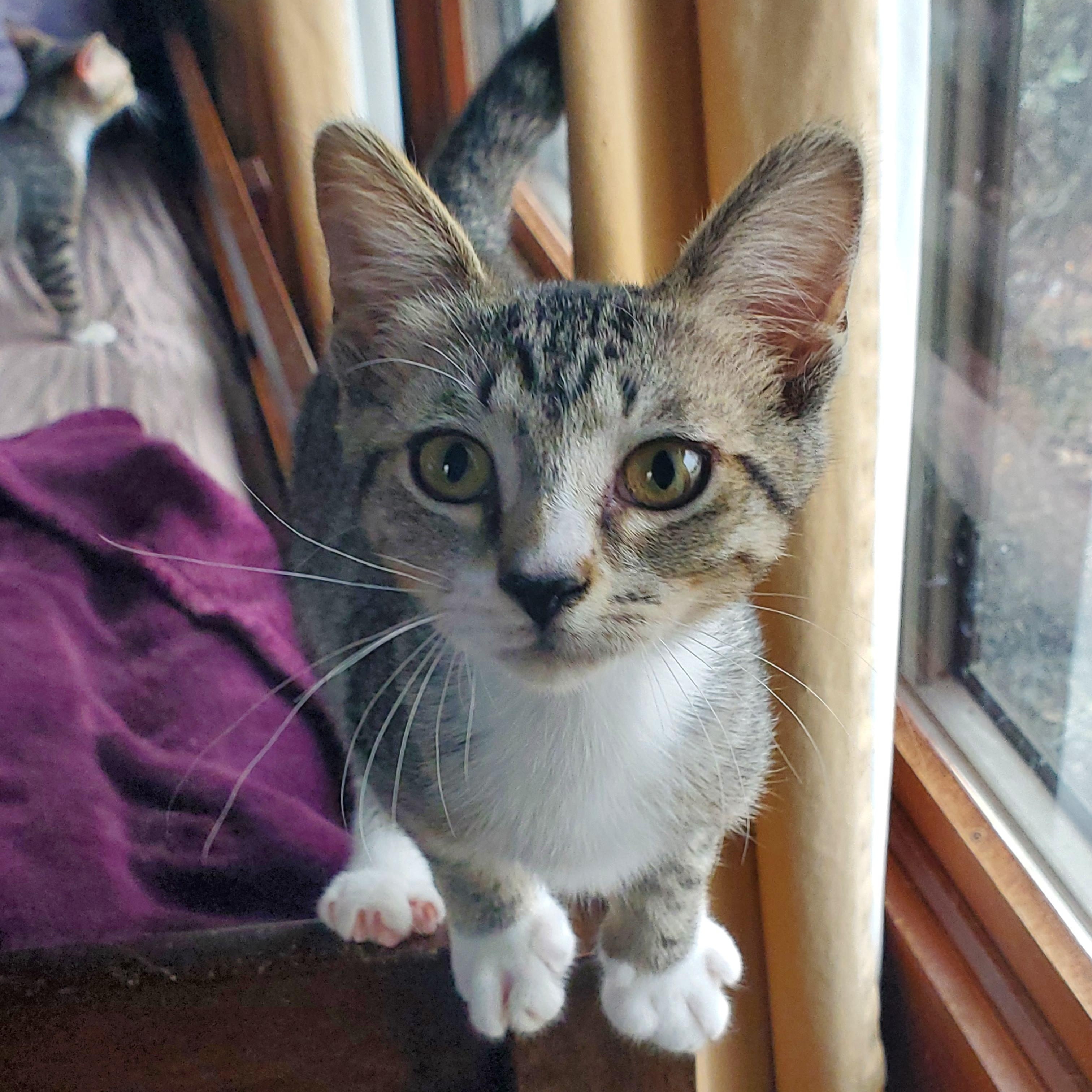 Enlarge Posh Spice, a ADOPTABLE Domestic Short Hair in Medina, OH image 1/1