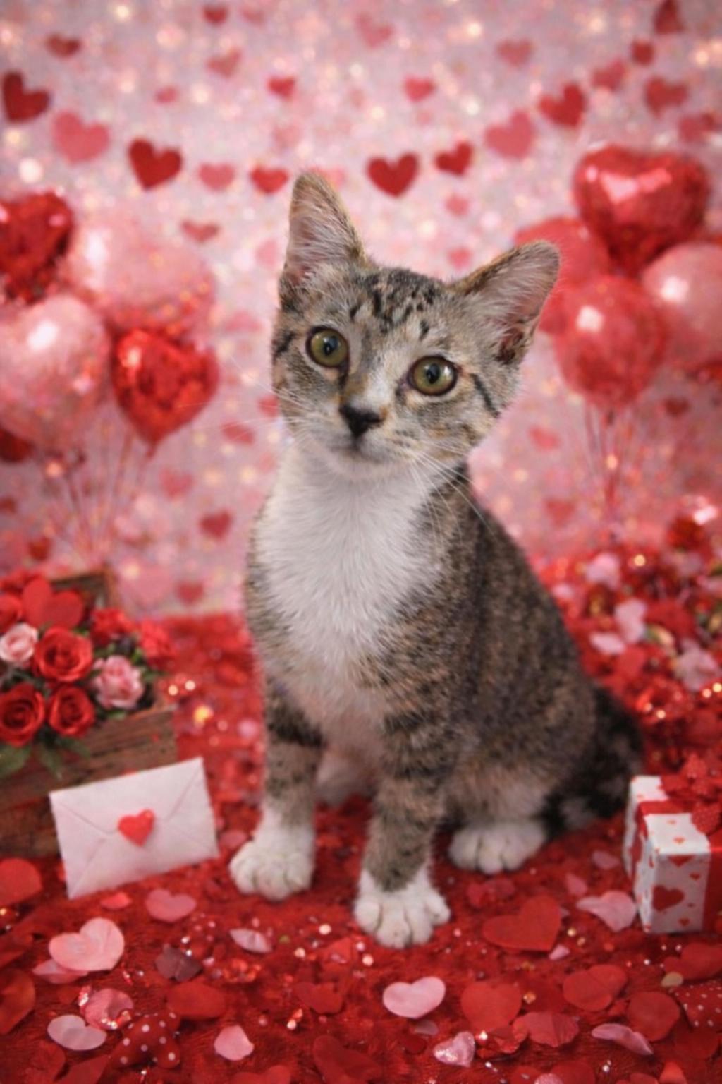 Enlarge Posh Spice, an adoption pending Domestic Short Hair in Medina, OH image 1/2