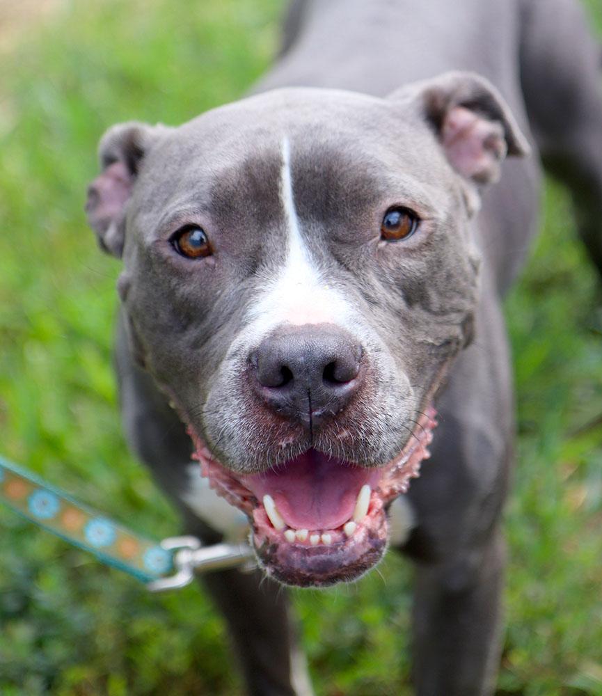 Violet (AO37129), Adoptable, Adult Female American Bulldog.