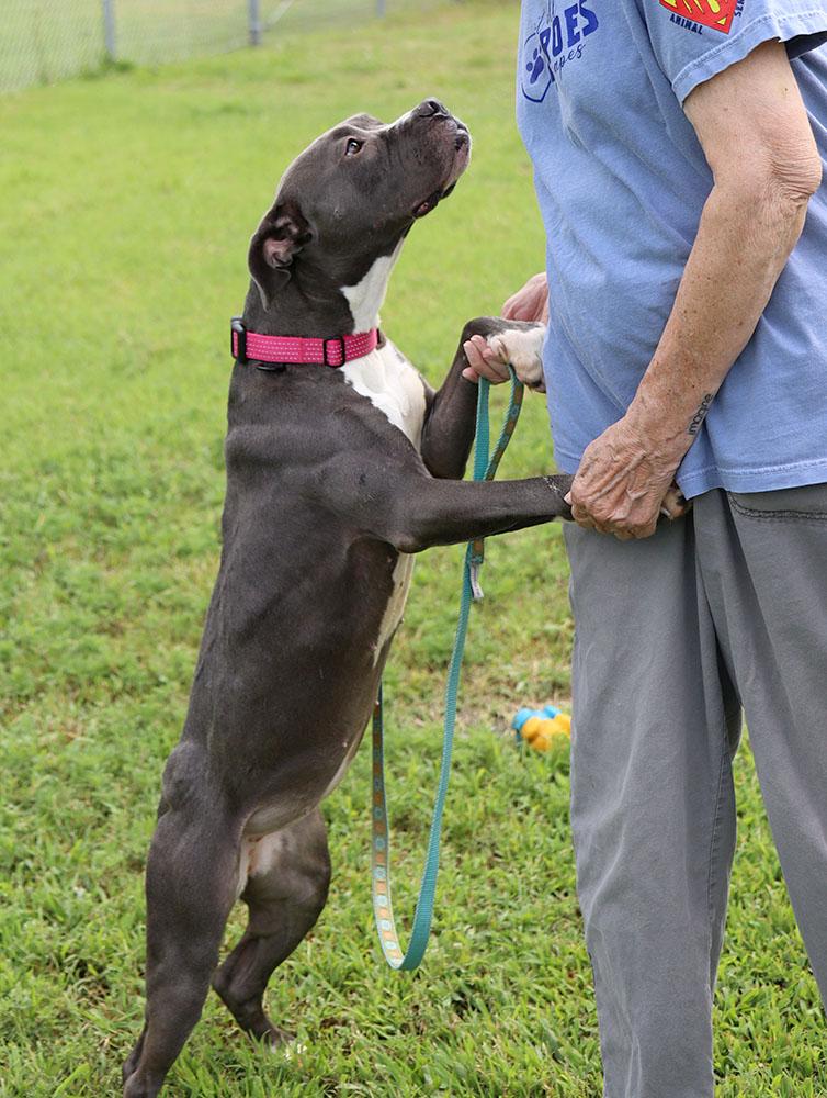 Enlarge Violet (AO37129), a Adoptable mixed breed in Kansas City, KS image 3/6