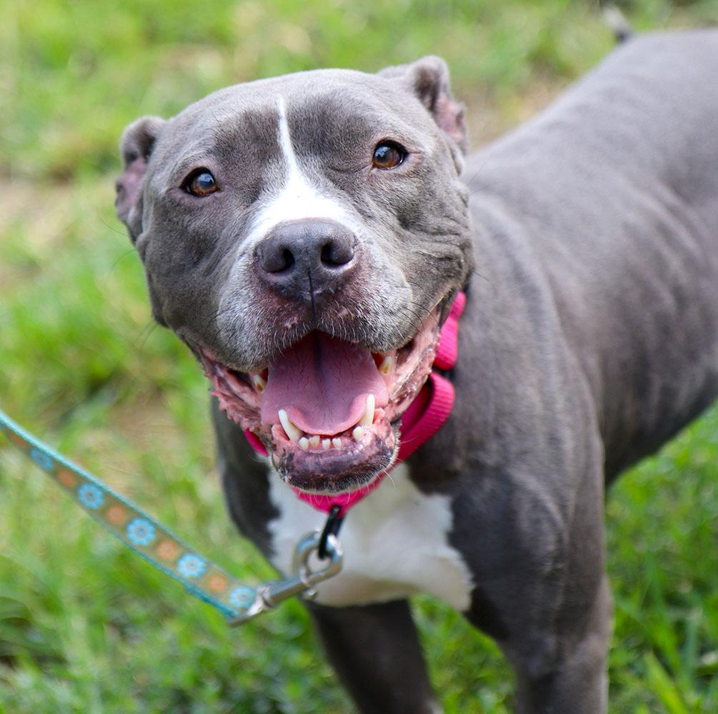 Enlarge Violet (AO37129), a Adoptable mixed breed in Kansas City, KS image 5/6