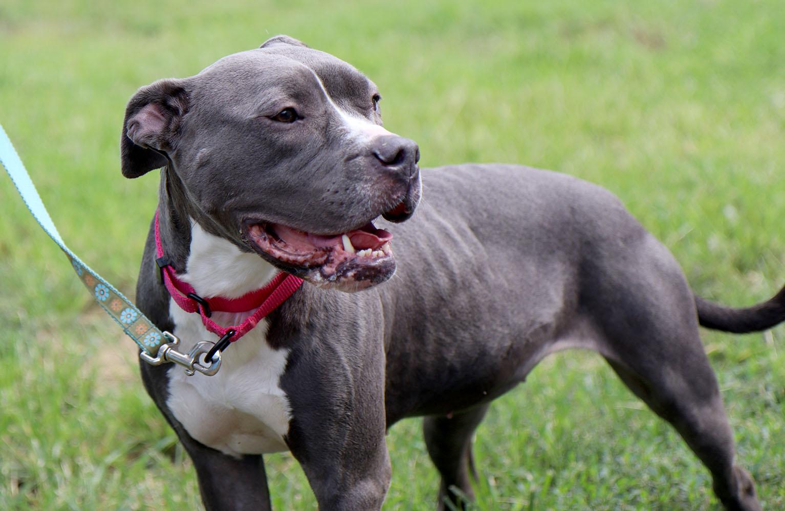 Enlarge Violet (AO37129), a Adoptable mixed breed in Kansas City, KS image 6/6