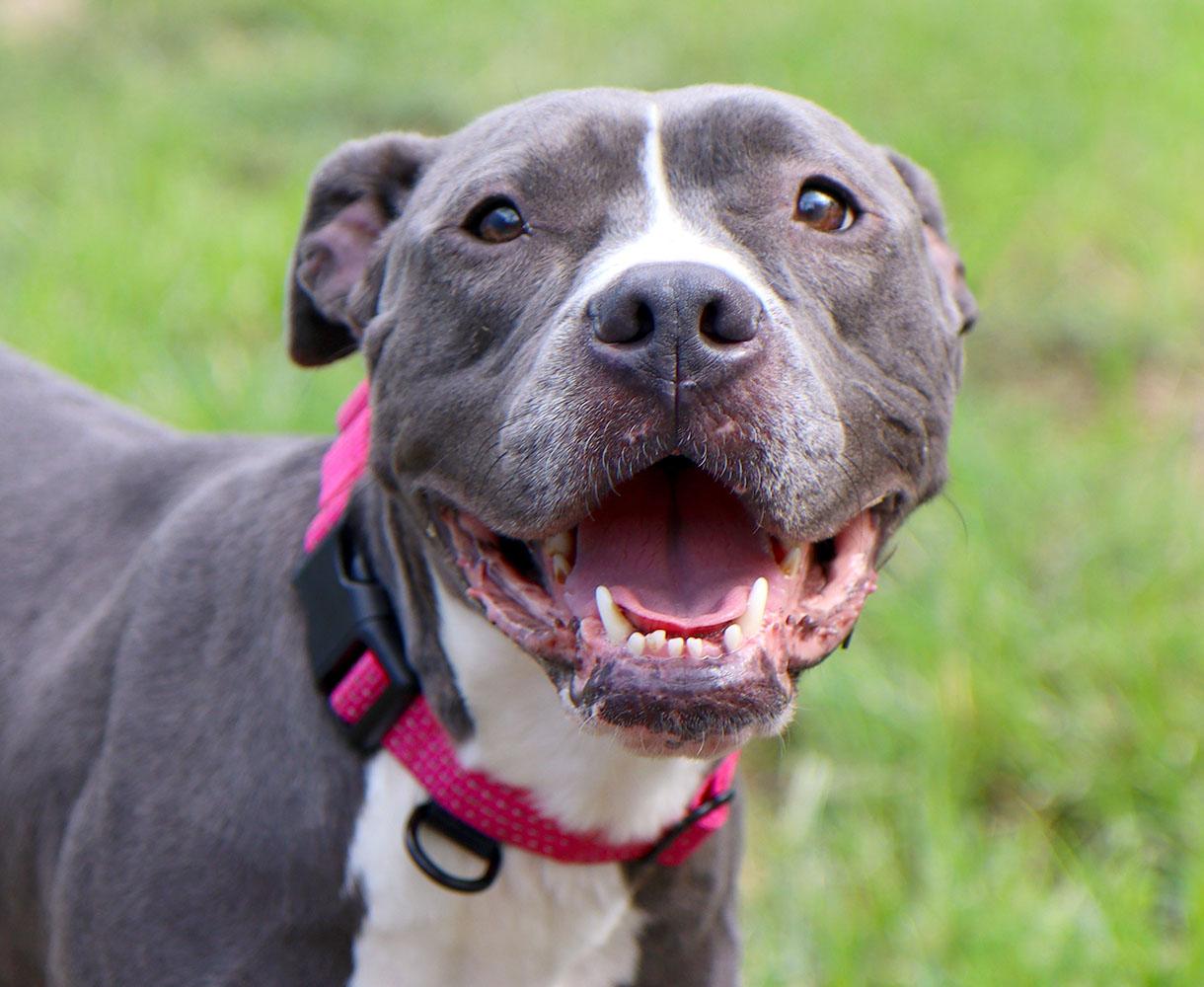 Enlarge Violet (AO37129), a Adoptable mixed breed in Kansas City, KS image 2/6