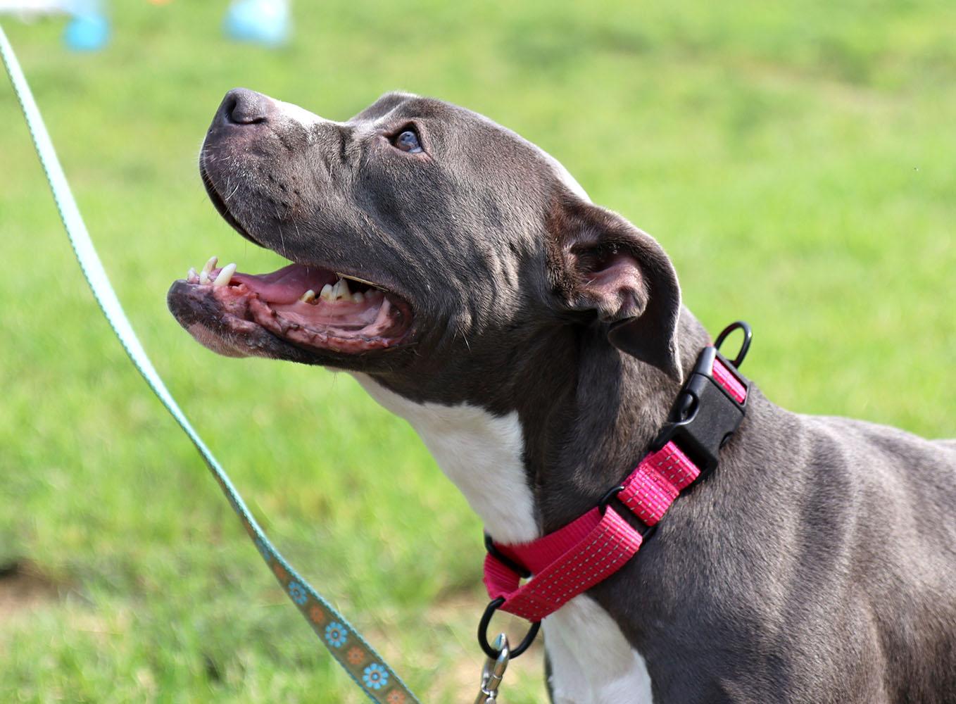 Enlarge Violet (AO37129), a Adoptable mixed breed in Kansas City, KS image 4/6