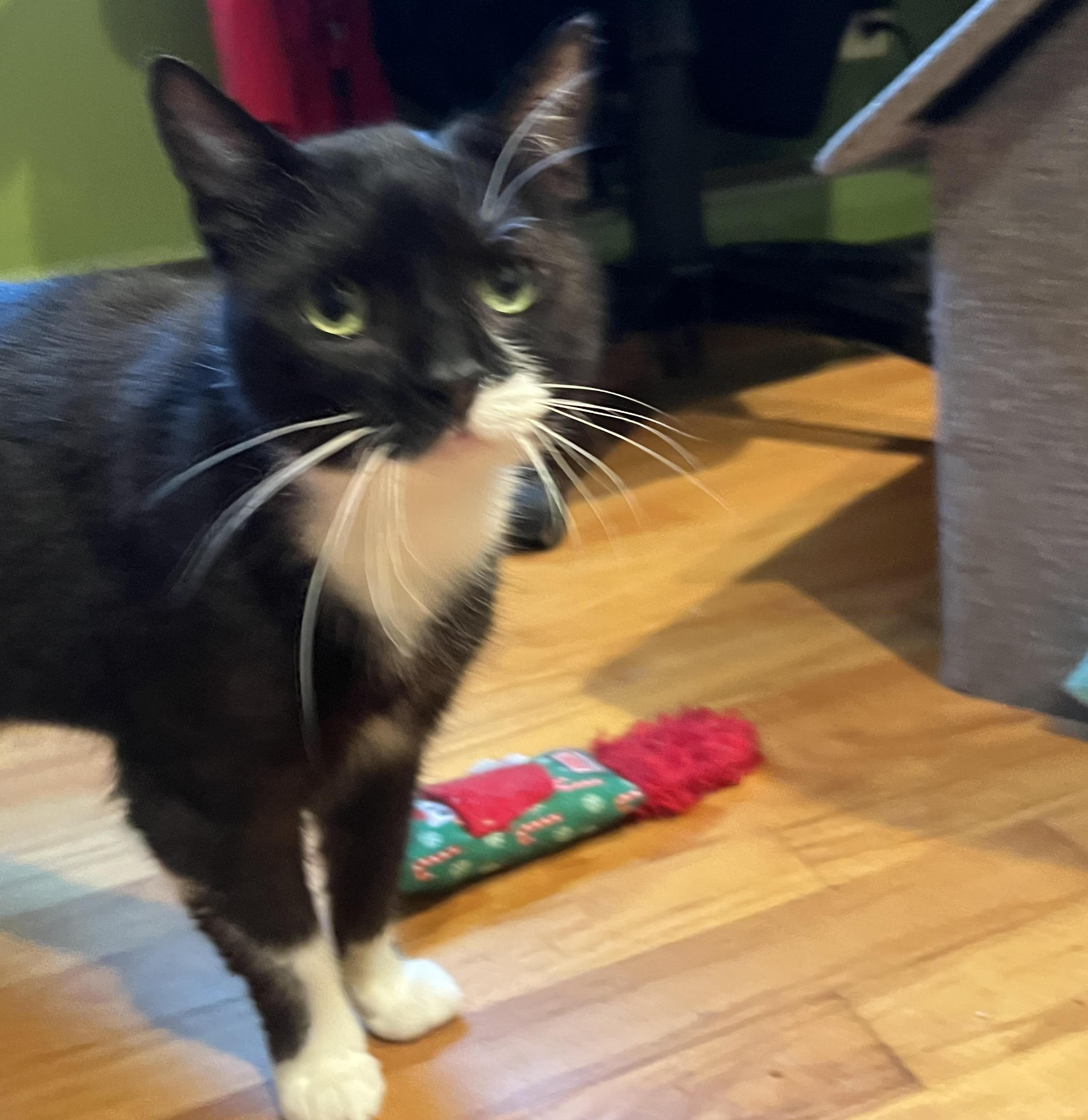 Rosie, adopted, Adult Female Domestic Short Hair.