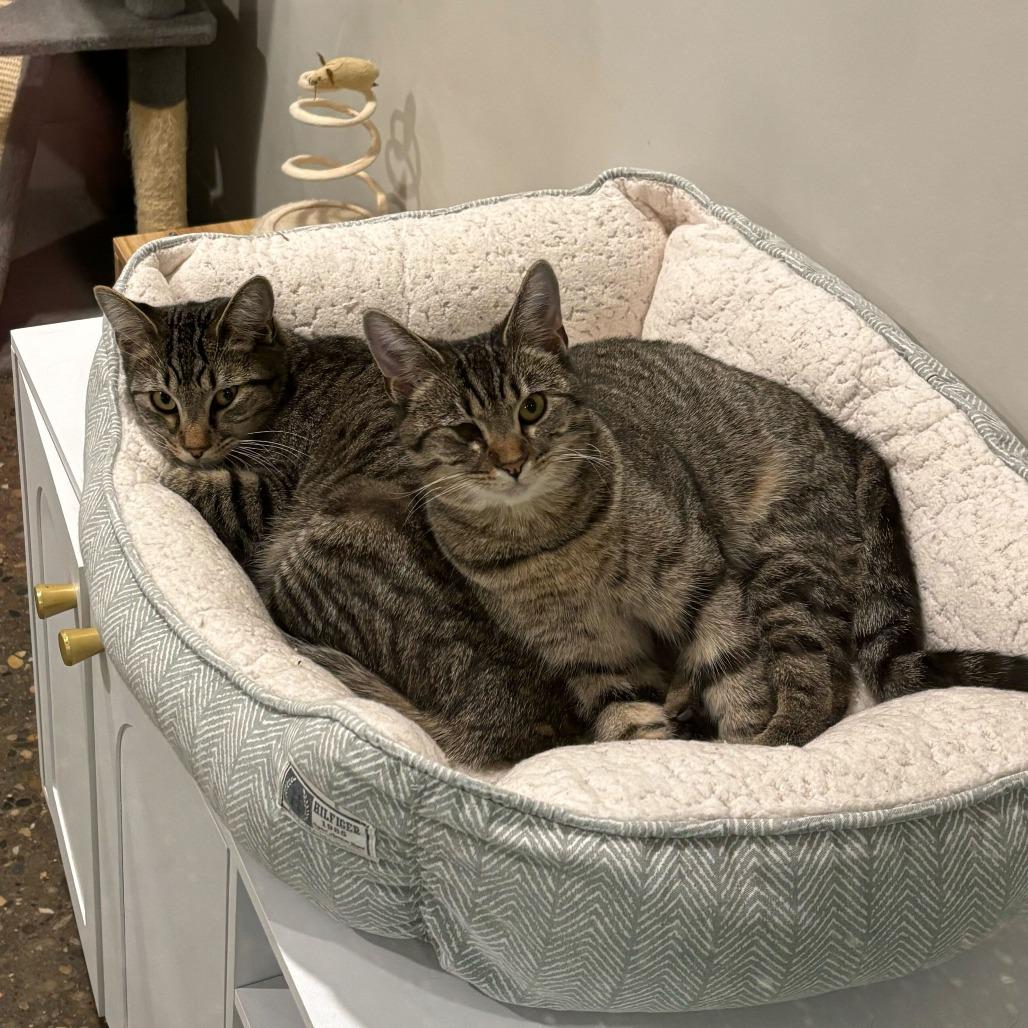 Funky, Adoptable, Young Female Domestic Short Hair.