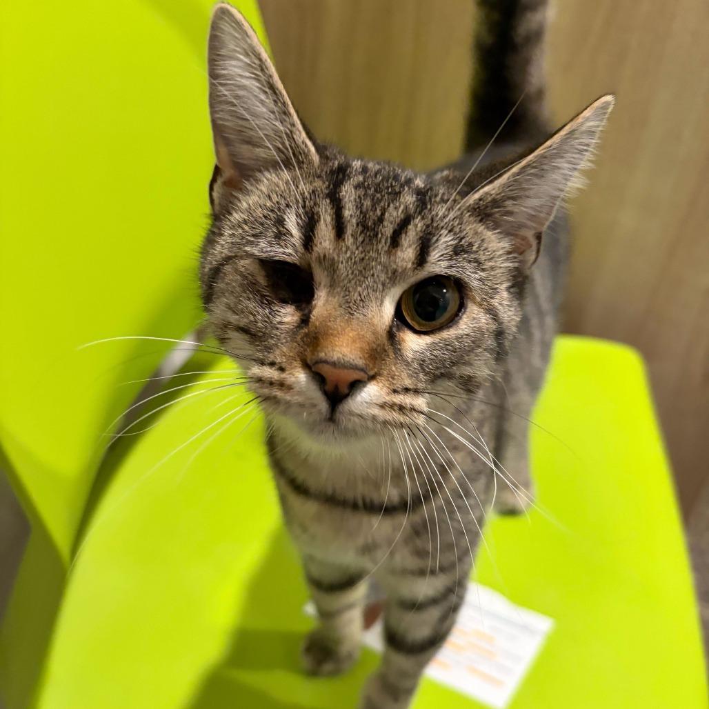 Enlarge Funky, a Adoptable mixed breed in Louisville, KY image 2/2