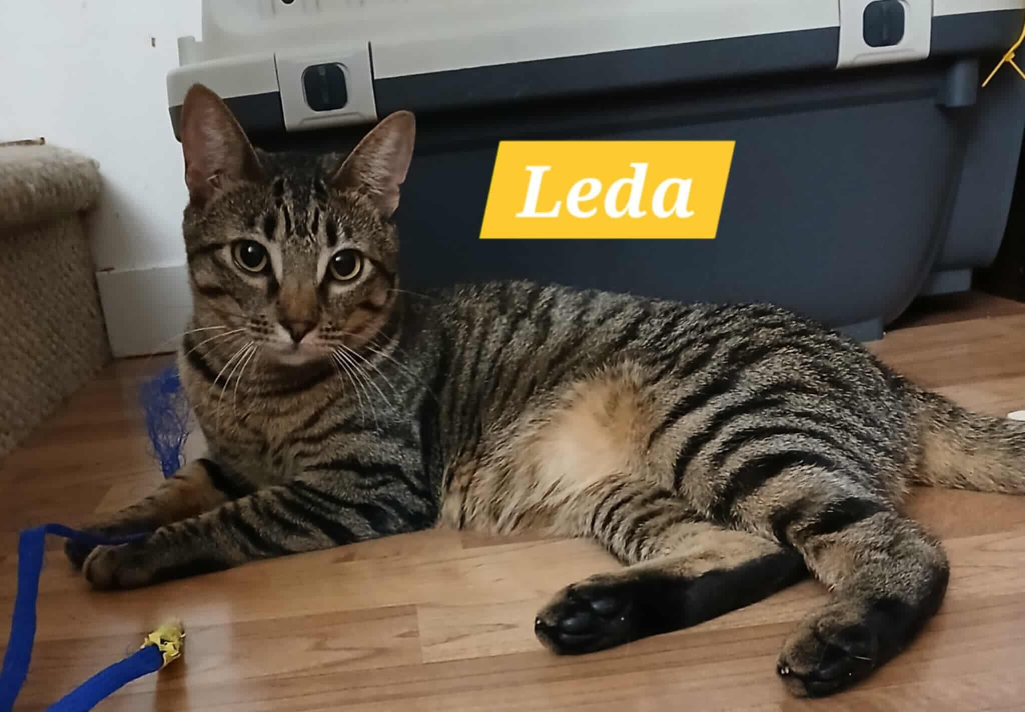 Leda