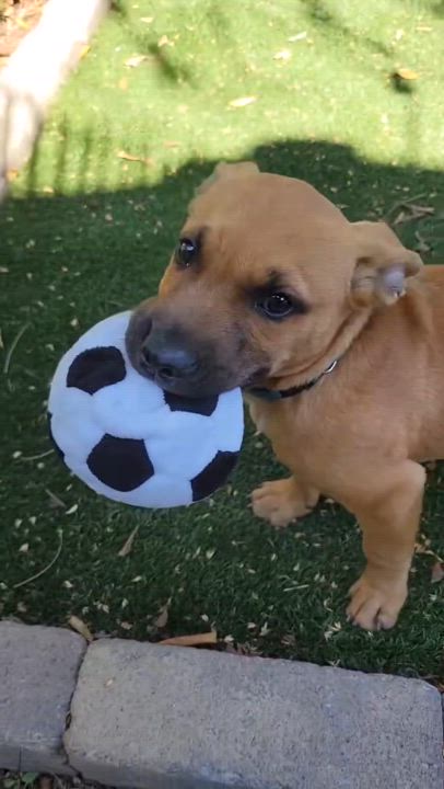 Enlarge Gigi, a Adopted German Shepherd Dog in Los Angeles, CA video 3/3