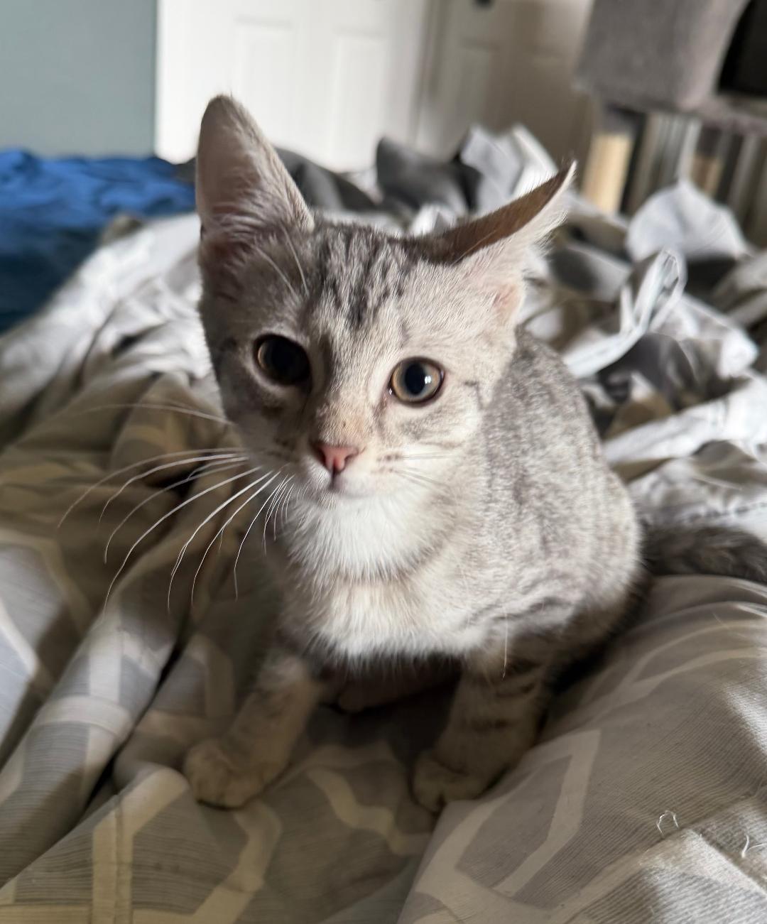 Kelly Kapowski, adopted, Kitten Female Domestic Short Hair.