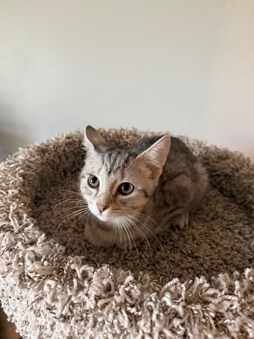 Enlarge Kelly Kapowski, an adopted Domestic Short Hair in Mokena, IL image 4/4