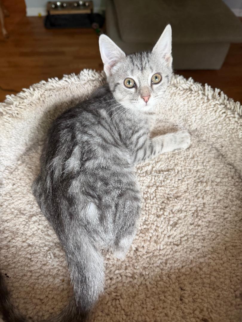 Enlarge Kelly Kapowski, an adopted Domestic Short Hair in Mokena, IL image 3/4