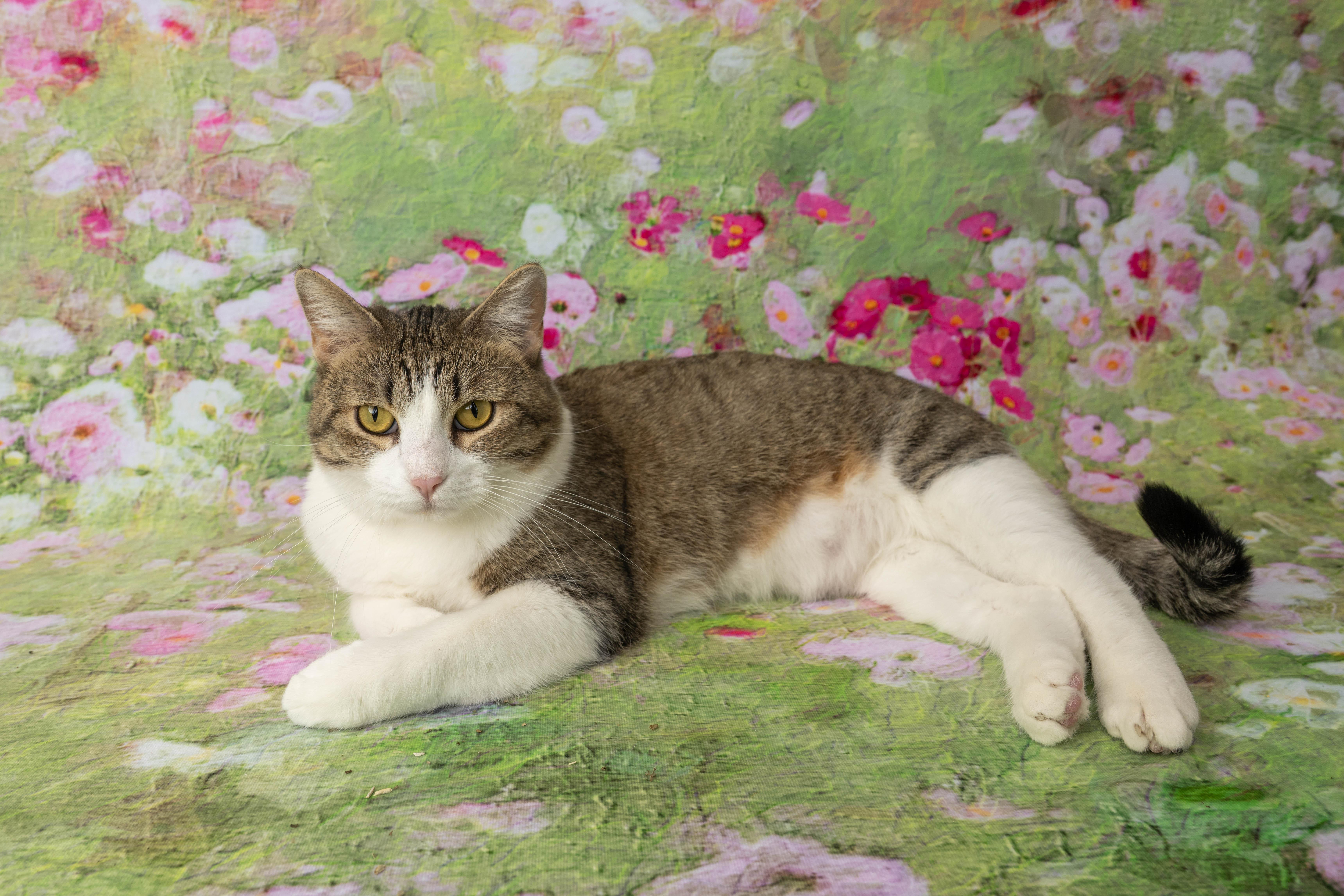 Enlarge Vera, a ADOPTABLE Domestic Short Hair in Rock Springs, WY image 4/4