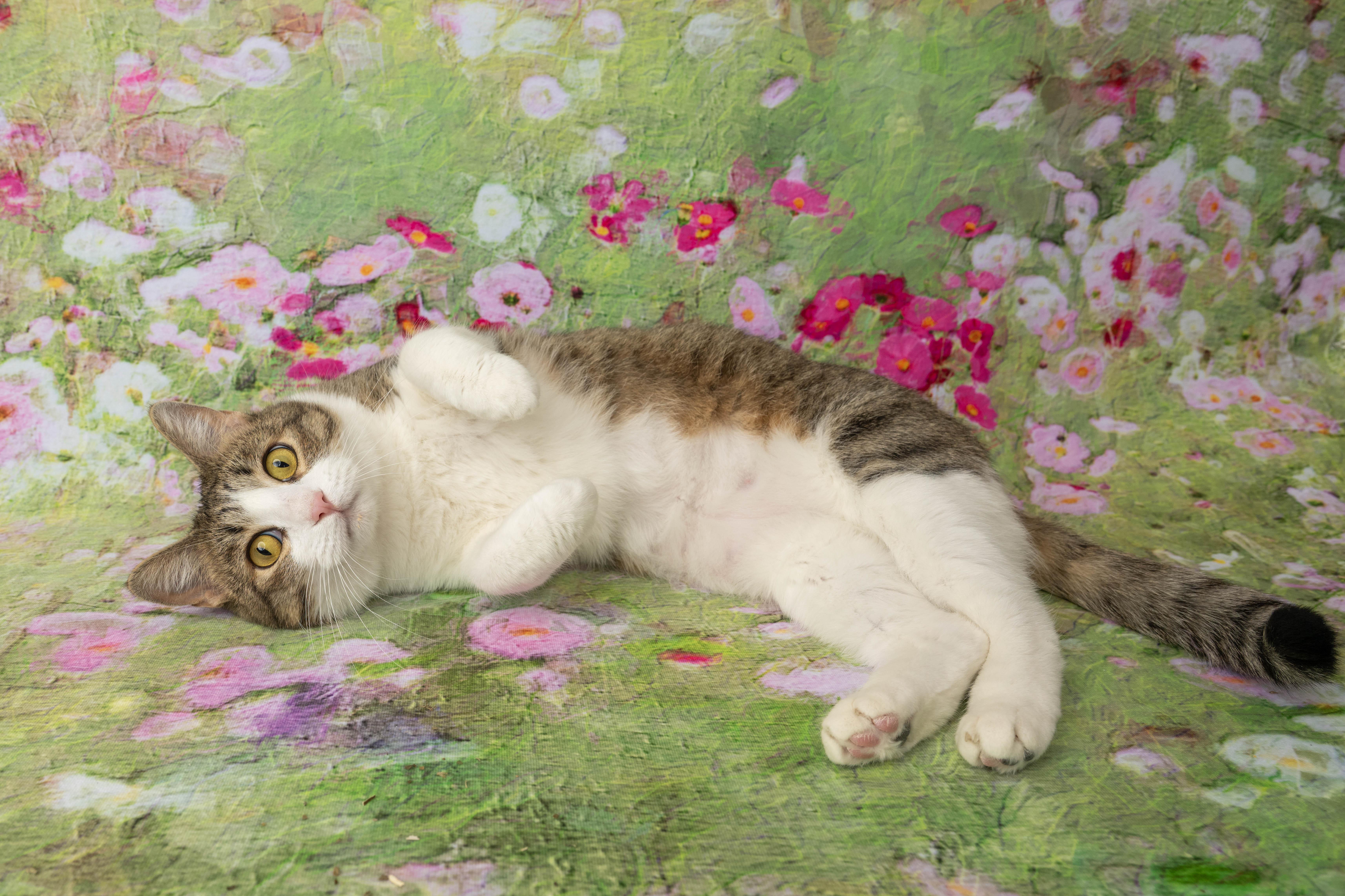 Enlarge Vera, a ADOPTABLE Domestic Short Hair in Rock Springs, WY image 2/4